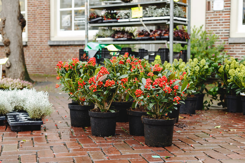Buitenplanten