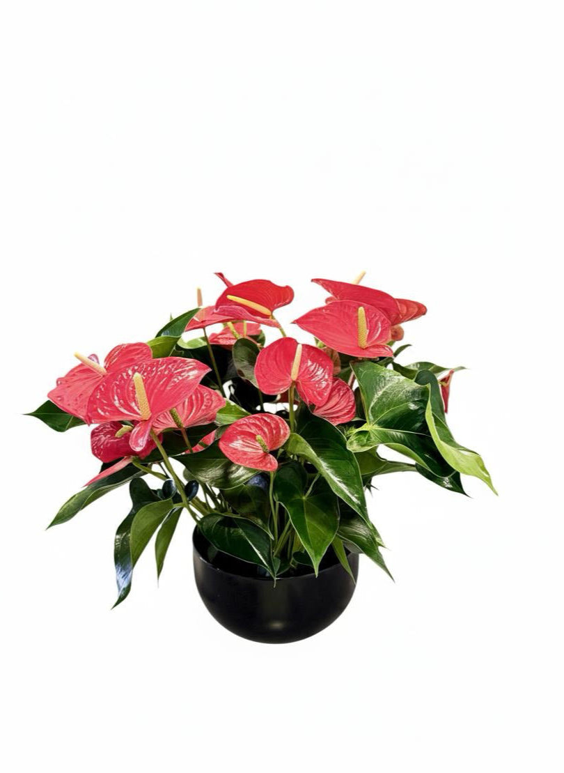 Anthuriums rood  Schaal (zwart)