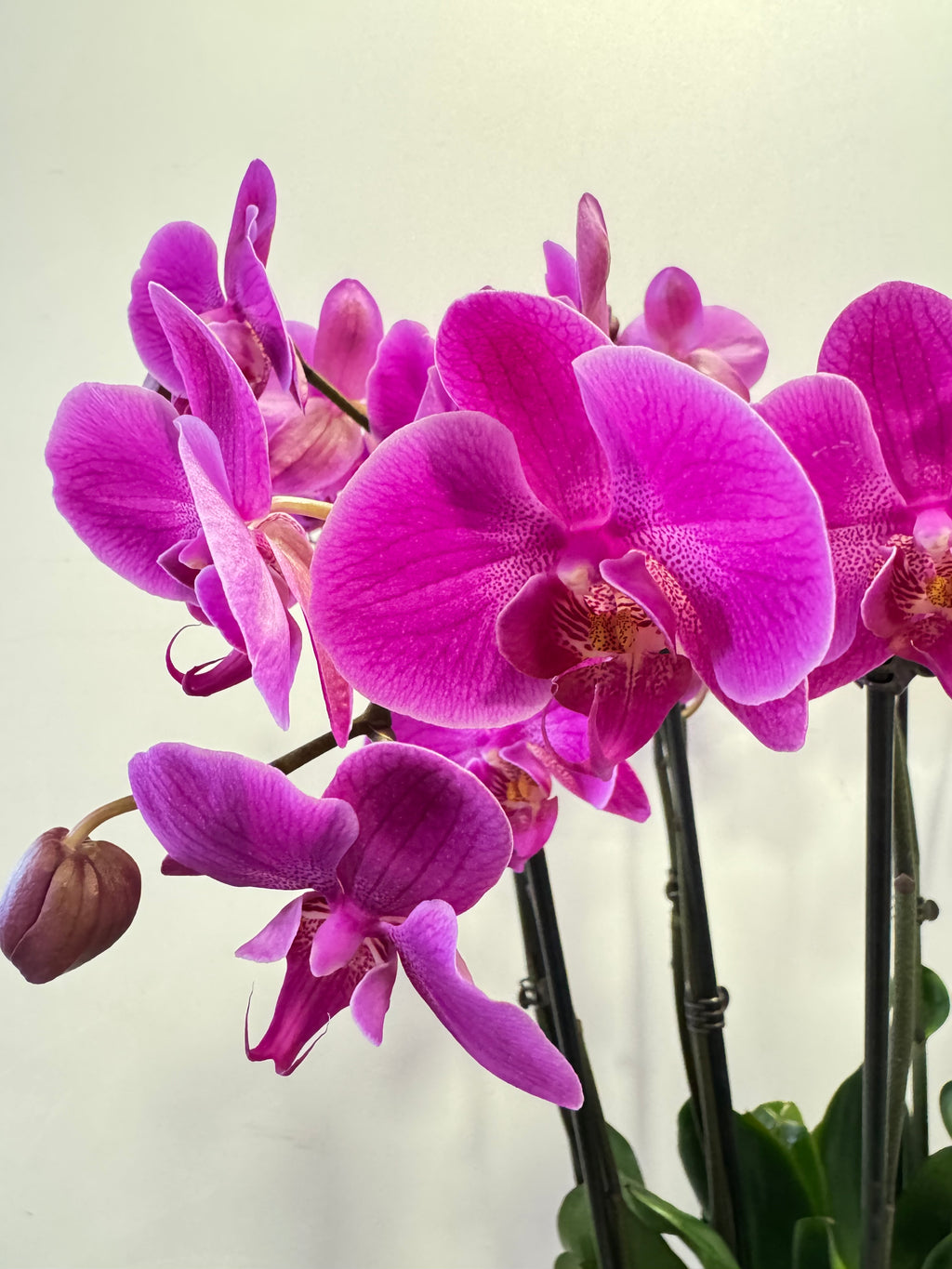 Orchidee Schaal Pars
