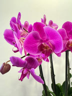 Orchidee Schaal Pars