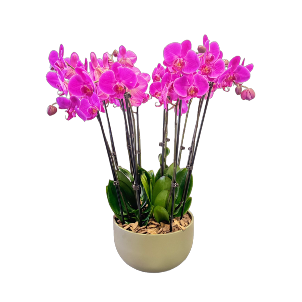 Orchidee Schaal Pars