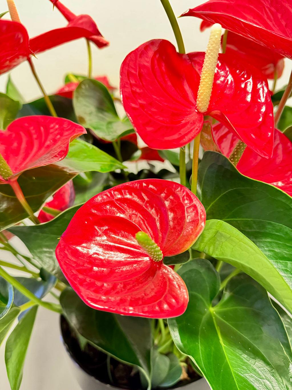 Anthuriums rood  Schaal (zwart)