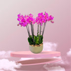 Orchidee Schaal Pars