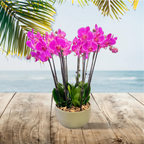 Orchidee Schaal Pars