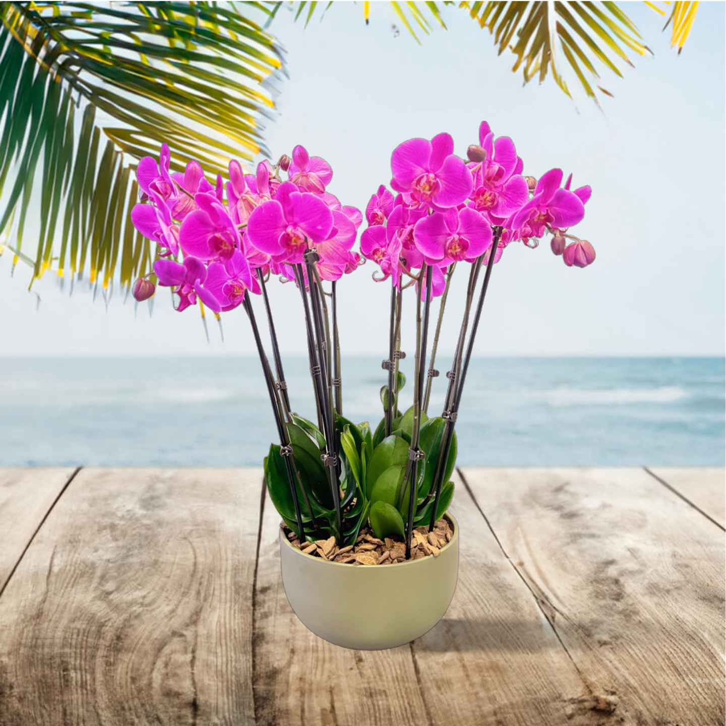 Orchidee Schaal Pars