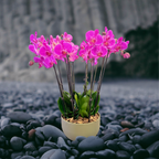 Orchidee Schaal Pars