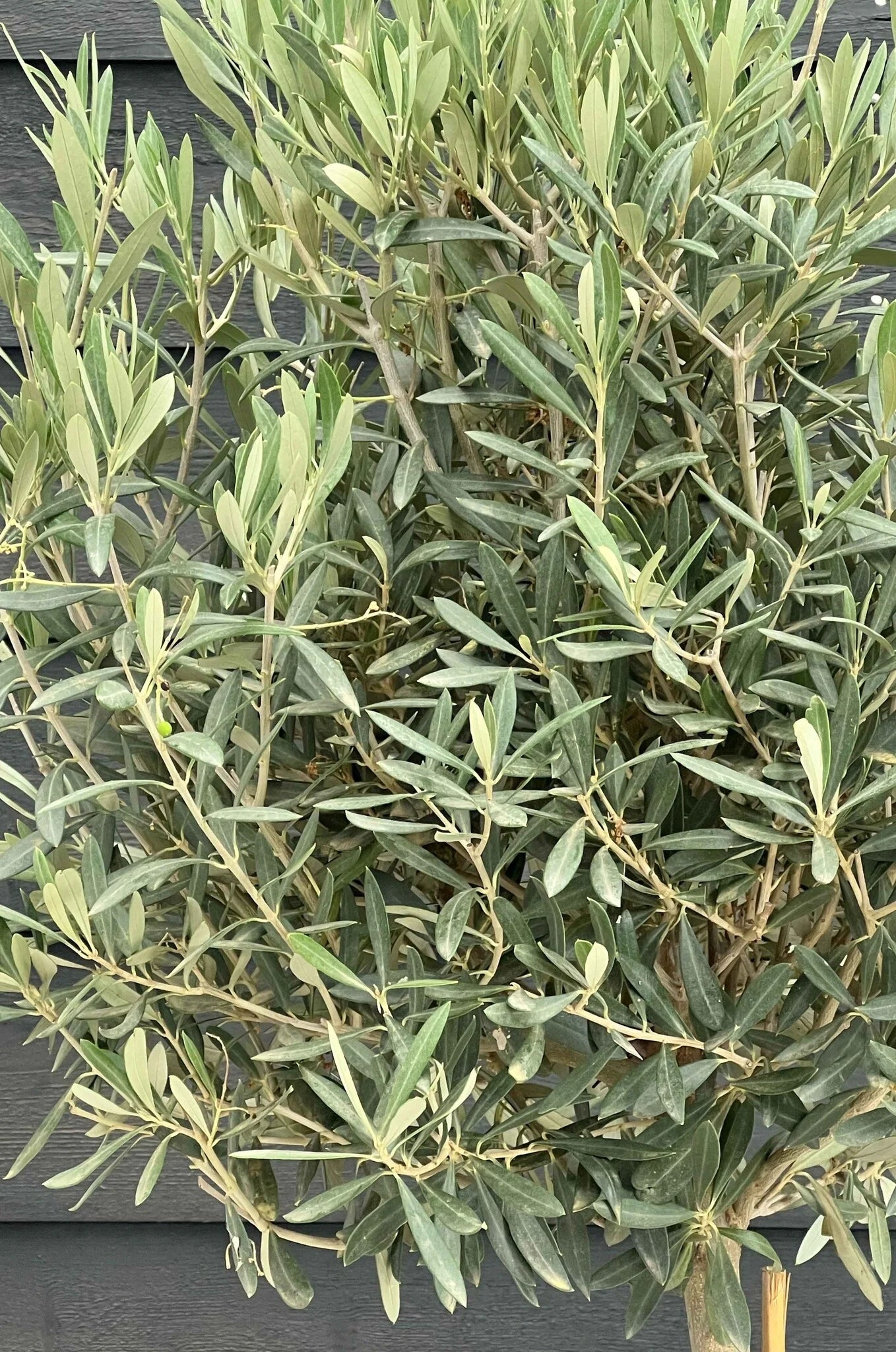 OLEA EUROPAEA