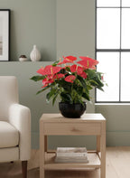 Anthuriums rood  Schaal (zwart)